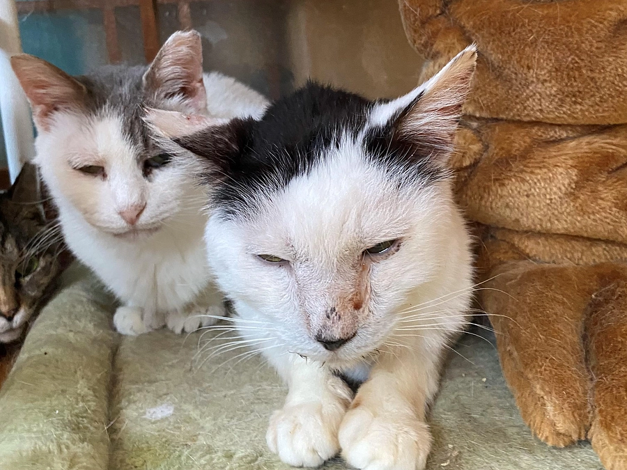 シェルターの現状と挑戦—救いを待つ猫たちのために。突然飼い主を失い、居場所を失う猫が急増しています