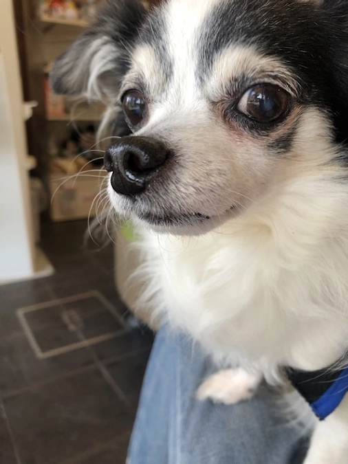 通院の日々が続いています。