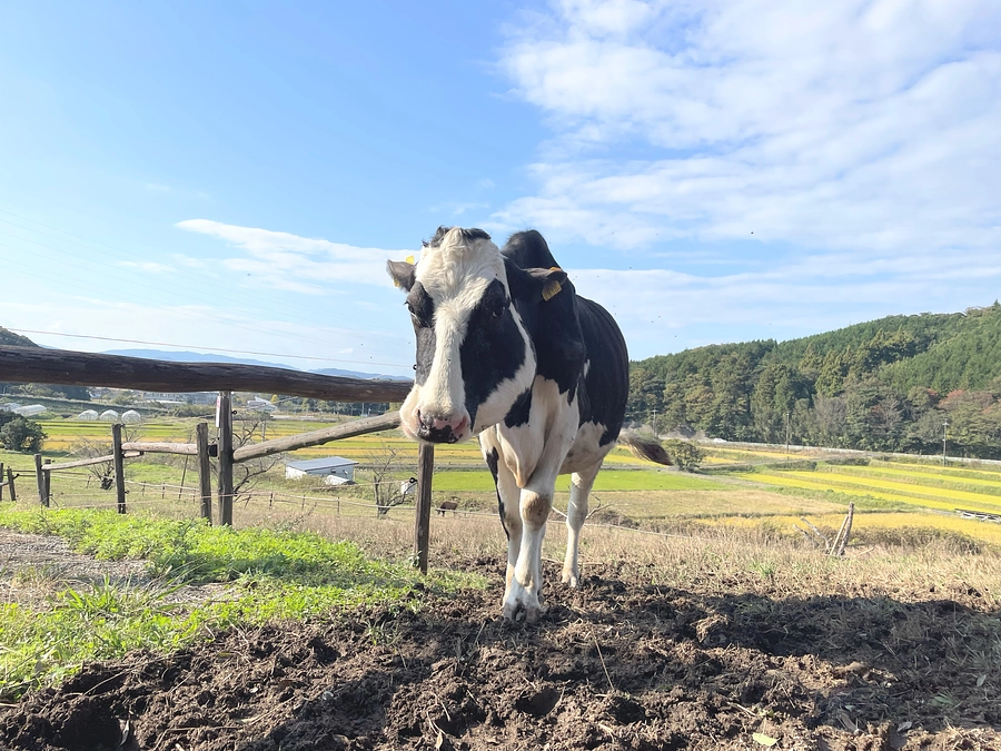ホウは虹の橋を渡りました🌈