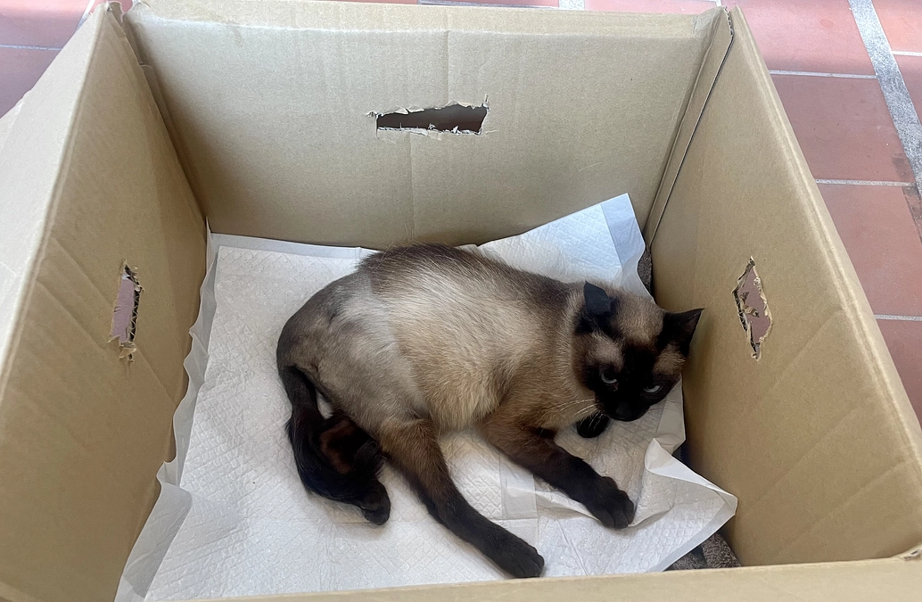 術後1ヶ月経ったのでレントゲンを取りに行きました。