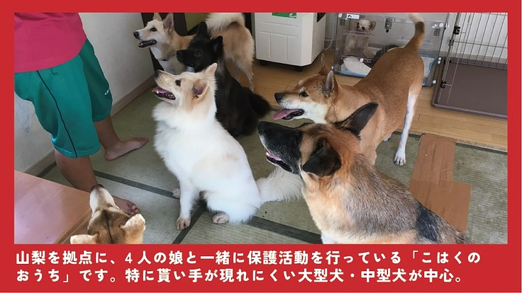 貰い手の少ない中・大型犬を救うために。活動継続と施設拡大にご支援を 2枚目