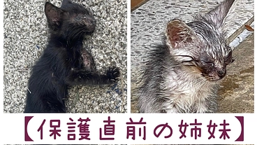生きたい！リンパ腫を発症した黒猫むぅの治療費の支援をお願いします。 のトップ画像