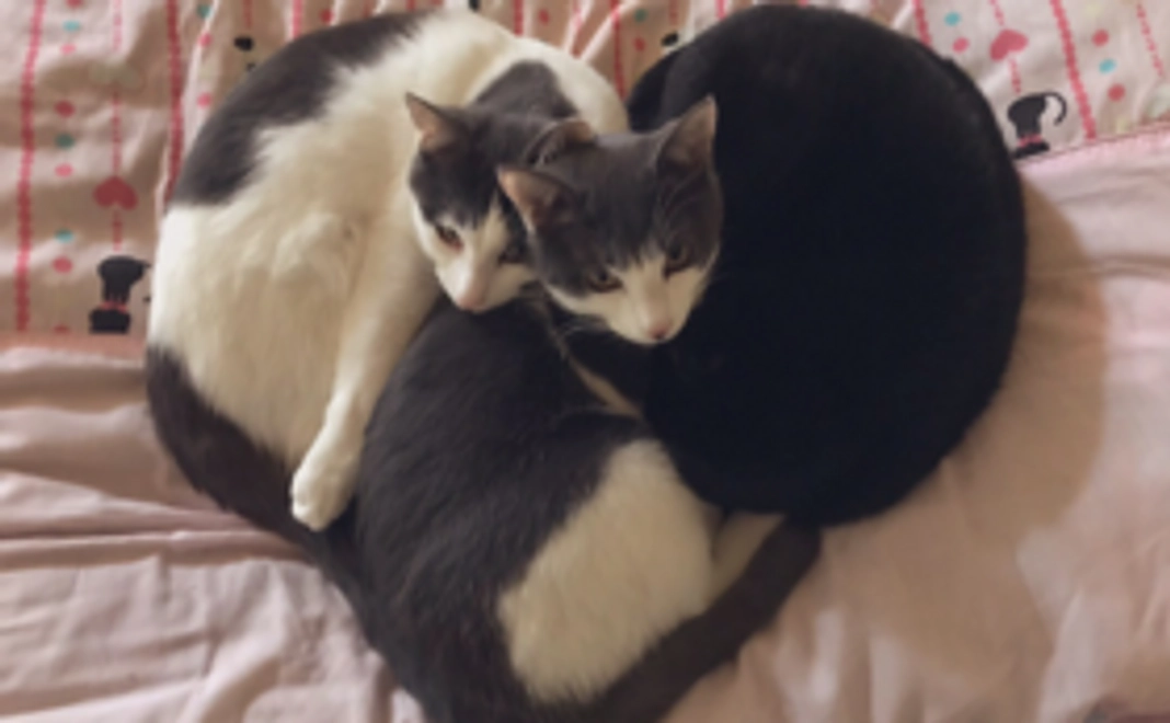 保護猫カフェバリアフリー全額応援