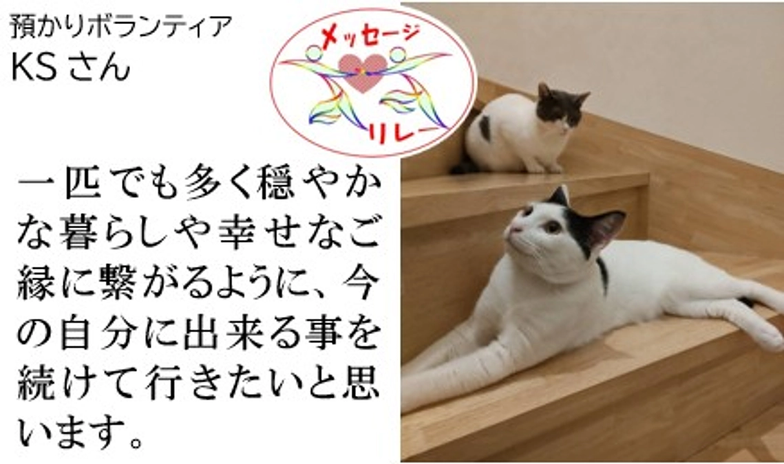 リレー２０．夫婦で保護犬猫達のお世話、通院、預かりを。