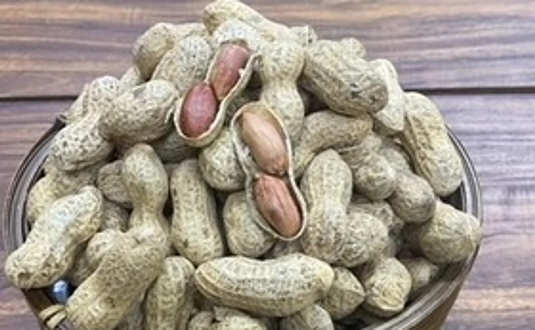 落花生「千葉半立」＆BEAR　BEEオリジナルポストカード