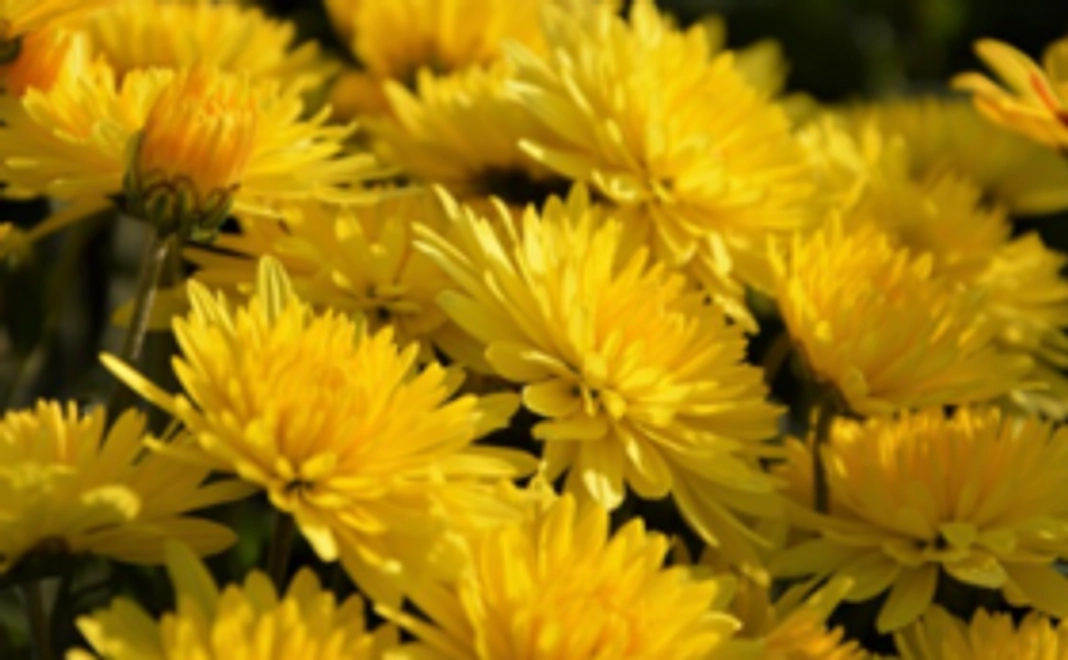 菊花<ゼロから始める墓苑選びの体験談付>