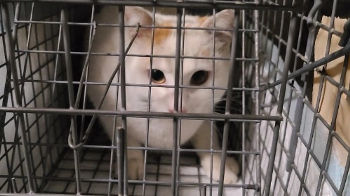 【ご支援150万円まであと33,000円！】3頭のTNRを行いました🐈