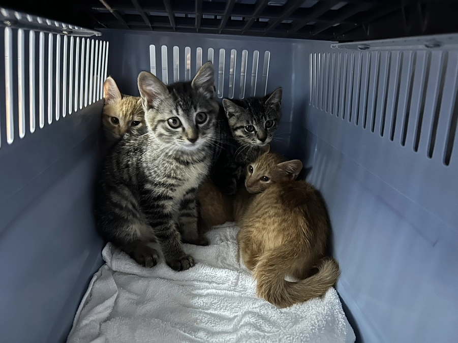 お外で過ごしてきた子猫たち