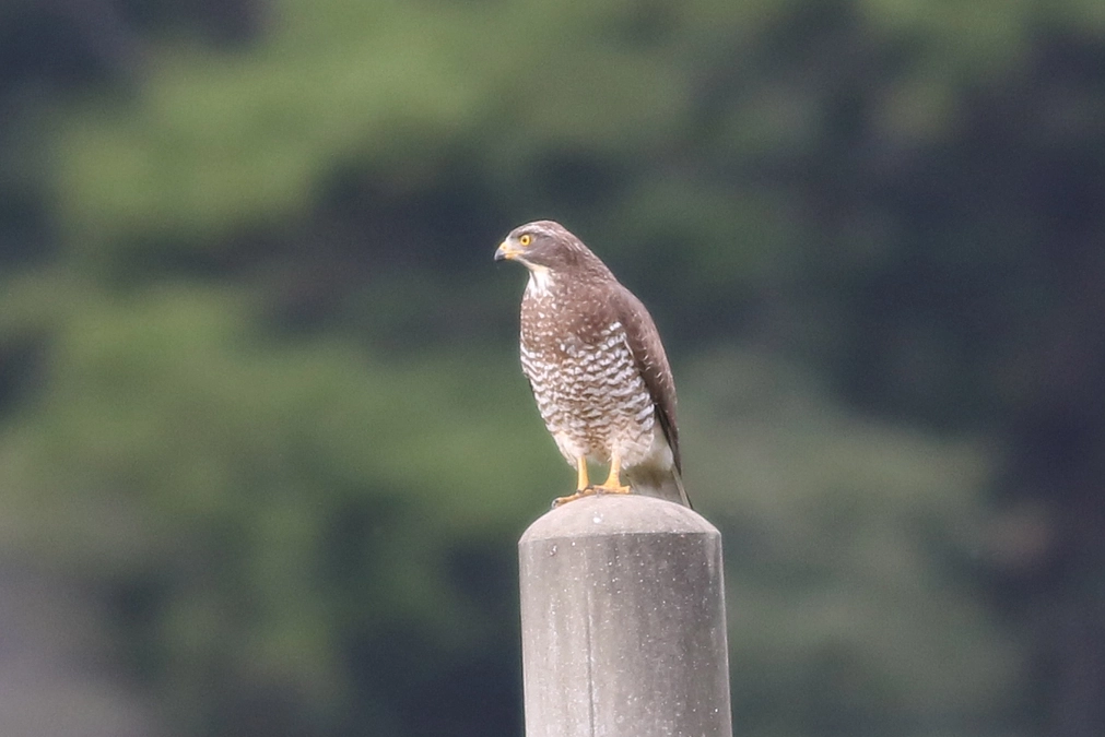 サシバのクラウドファンディングを開始します！