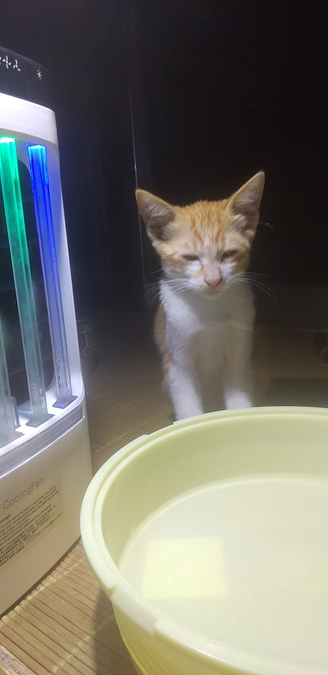 この仔猫達の命を守る為皆さんのお力をお貸し下さい。