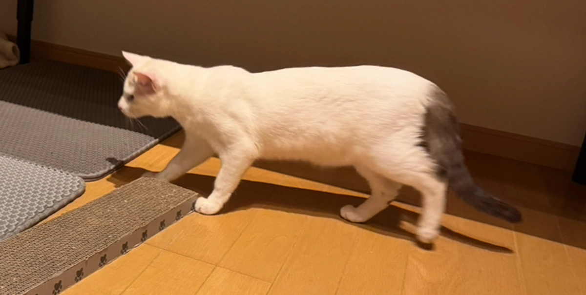 シンバと先住猫