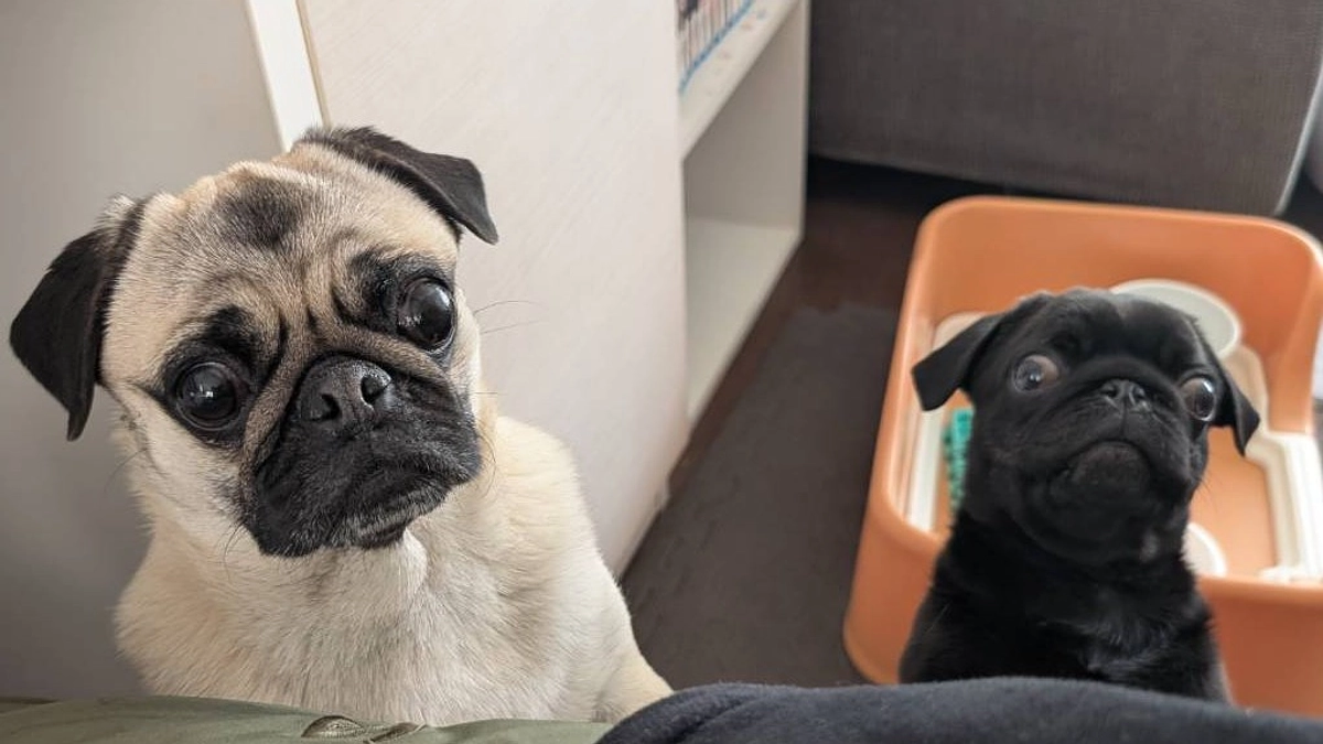 代理支援を始めました!ユッケのために成功させたい!