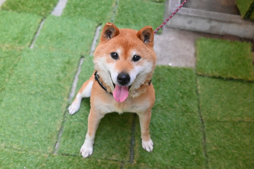 【保護犬紹介】お散歩が大好き♪ほのぼのとした男の子！