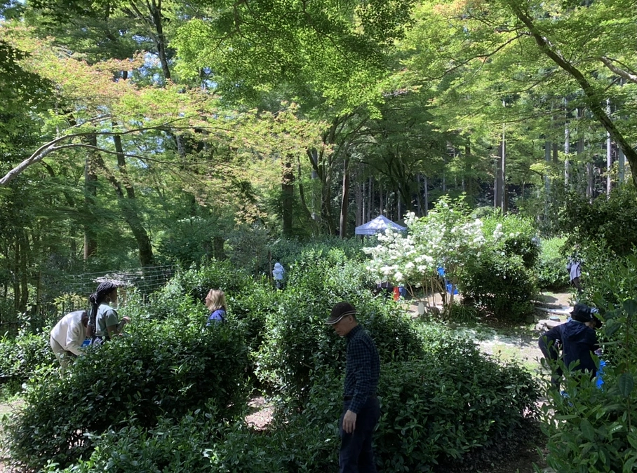 お茶摘みが無事に終わりました。