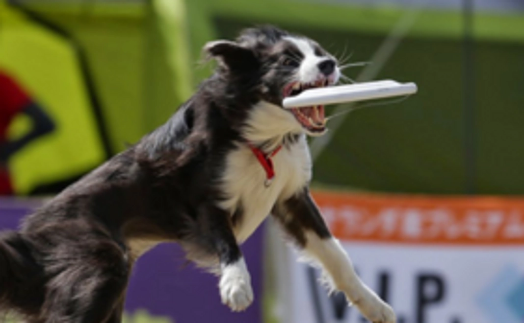 【イベントへお越しいただける方向け】会場にペットの写真展示 & シリコンバンド