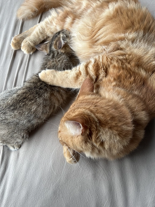 にゃん結び会を開催しました