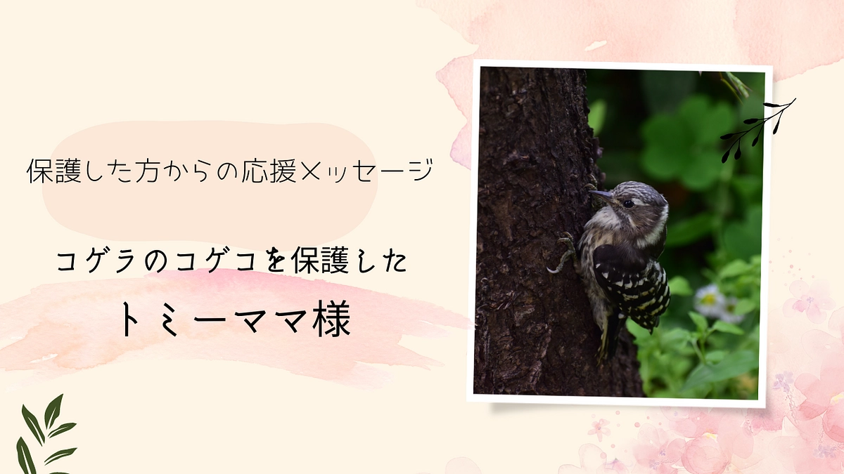 保護主様エピソードリレー Vol1：コゲラ『コゲコ』