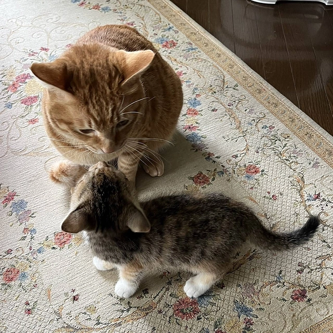 子猫発見！！ただ別の子⑨トライアル