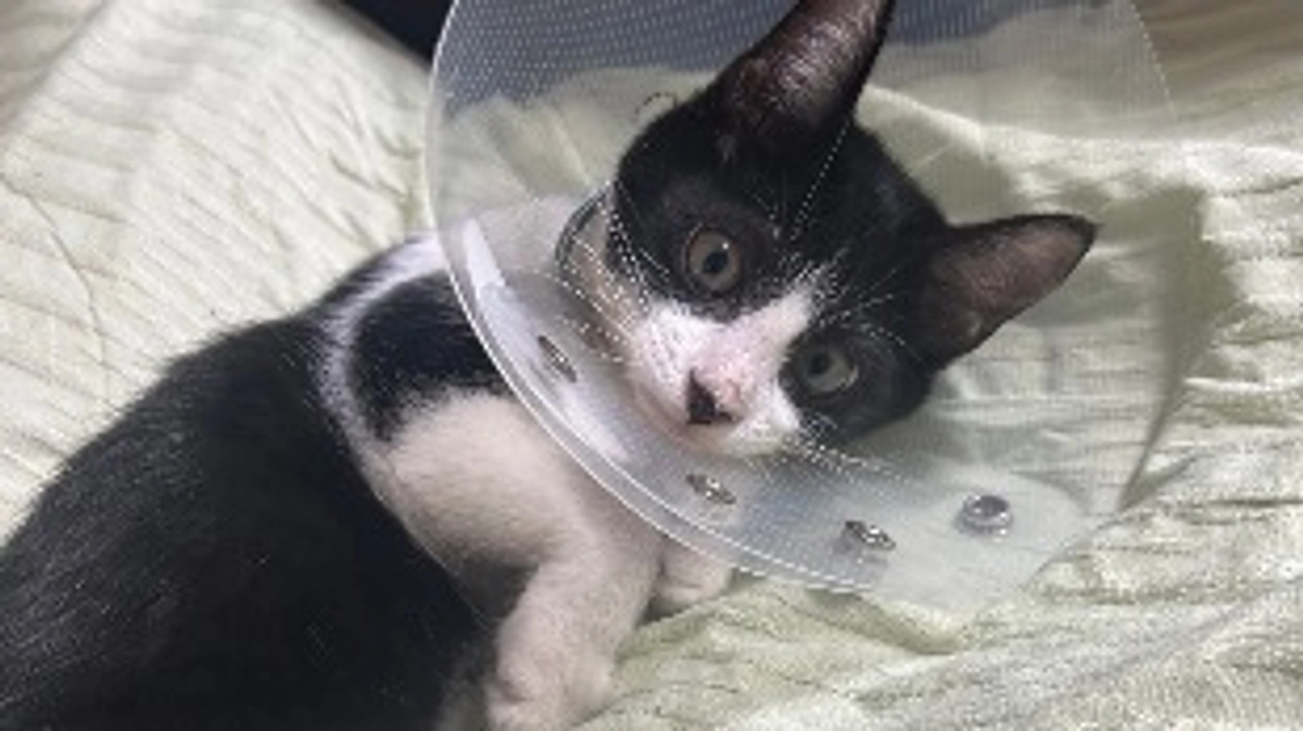 9月26日 〜 2回目の抜糸 〜