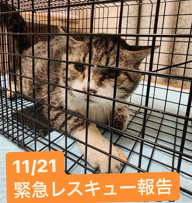 ５０％達成いたしました！先日のレスキューの報告です。