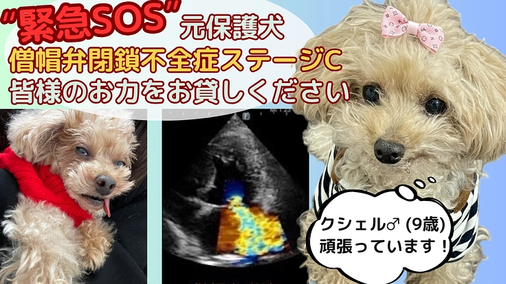 元保護犬・余命宣告【心臓病・僧帽弁閉鎖不全症】お力をお貸しください