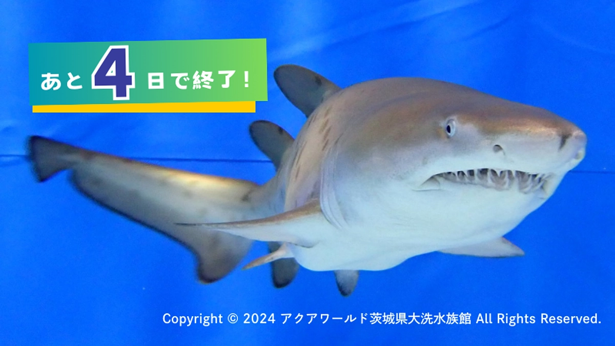 【あと4日】アクアワールド茨城県大洗水族館より、シロワニの水槽内繁殖について