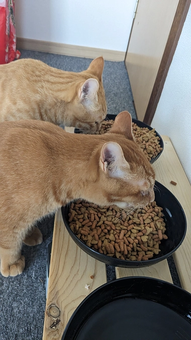 ちゃびちゃんその後！