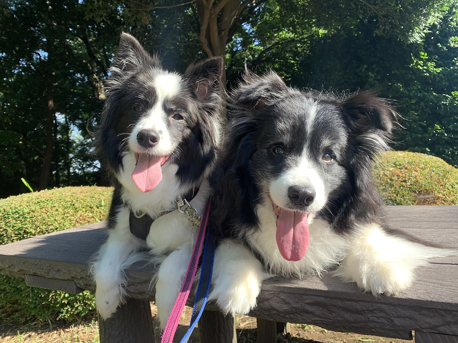 ライブ配信のお知らせ