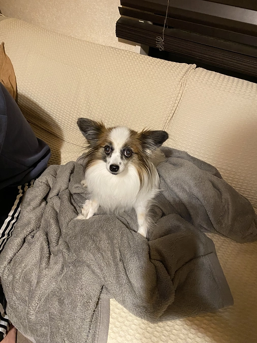 🐶トリュフ病気について🐶