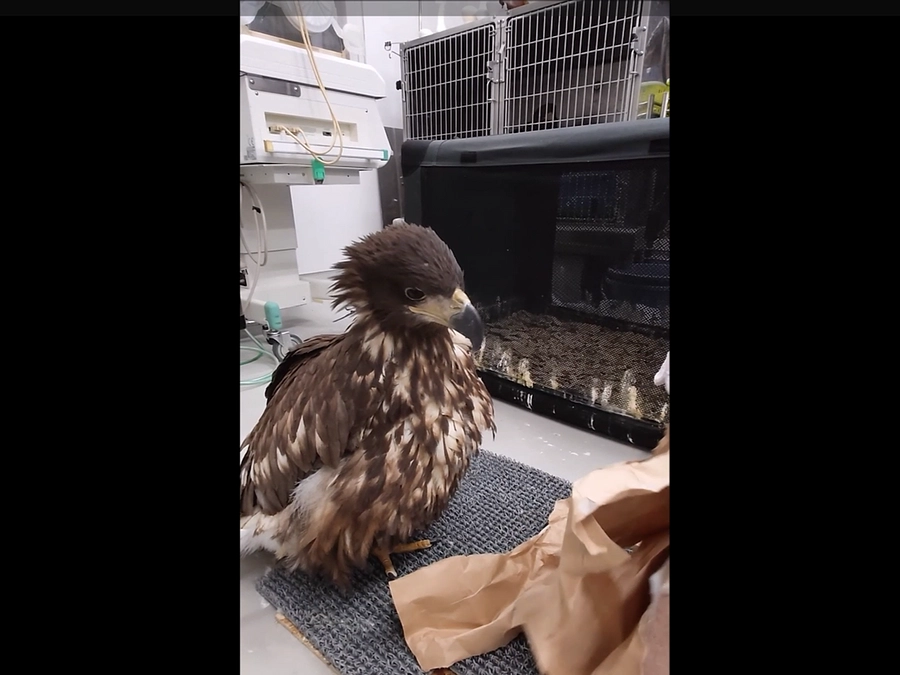 オジロワシの子 “ちとせちゃん” 遊びとリハビリ