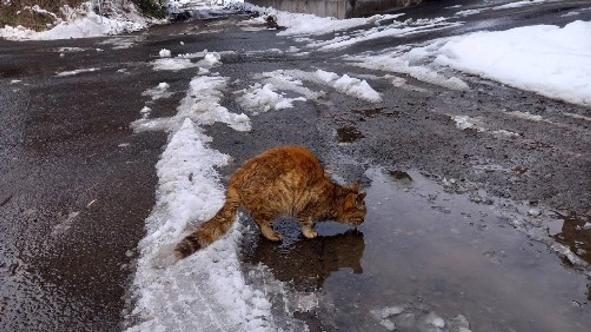 相手は猫ですから
