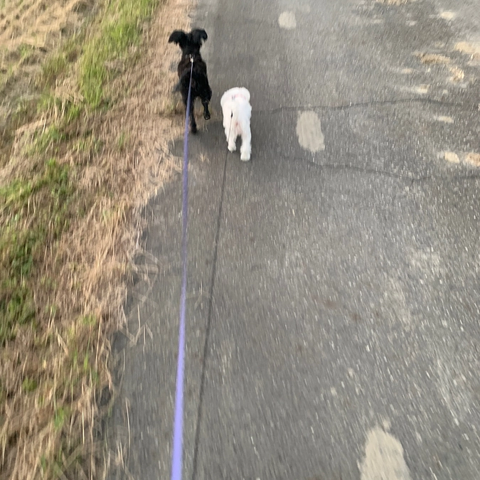 お散歩が大好きなルーク