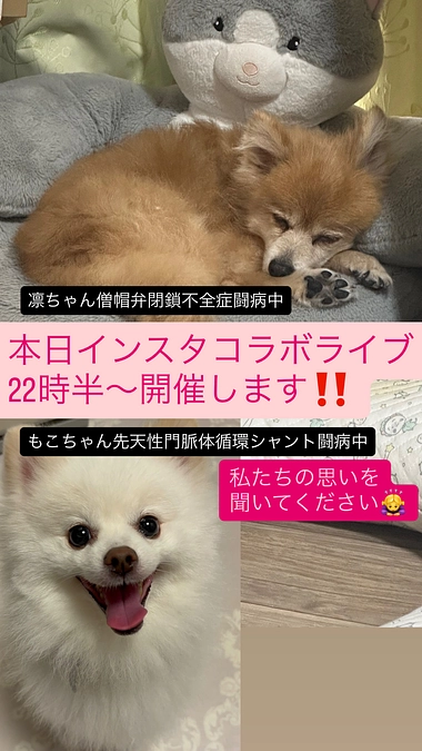 ꉂ📢本日22時半からインスタライブ開催します⚠️