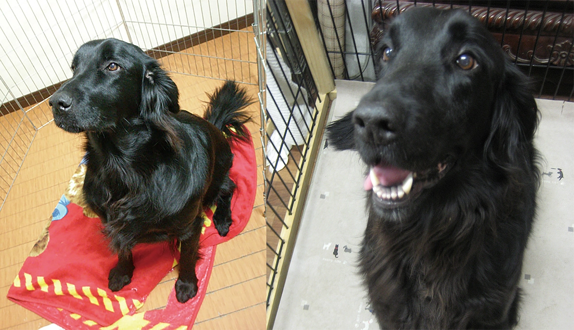 愛犬を犬を助ける献血犬にしませんか？手術に必要な輸血用の献血をする犬がいないのです