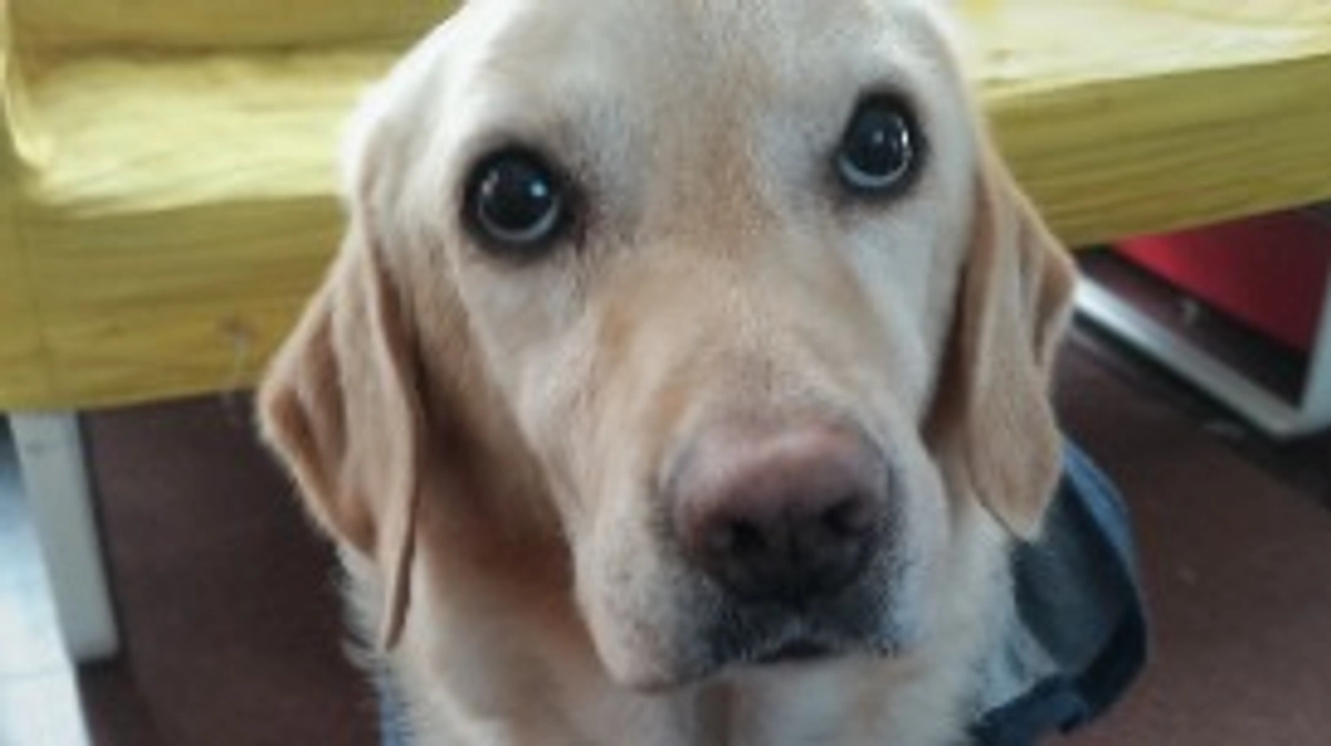 シャンプー　 ＃ラブラドールレトリバー ＃新潟県 ＃悪性リンパ種 ＃抗がん剤治療 ＃成人の日