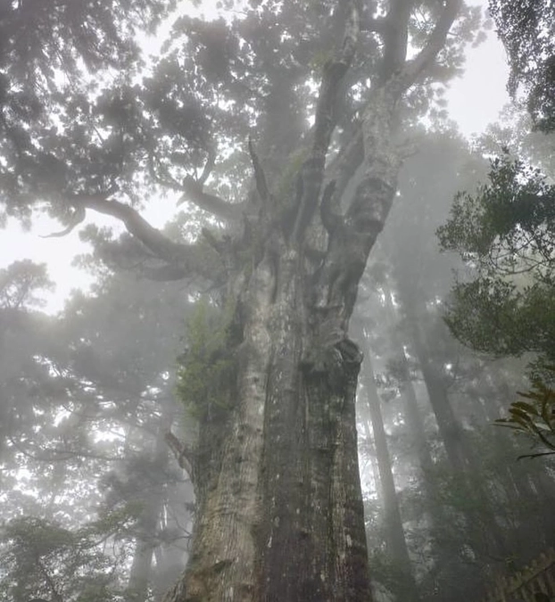 杉について　その1