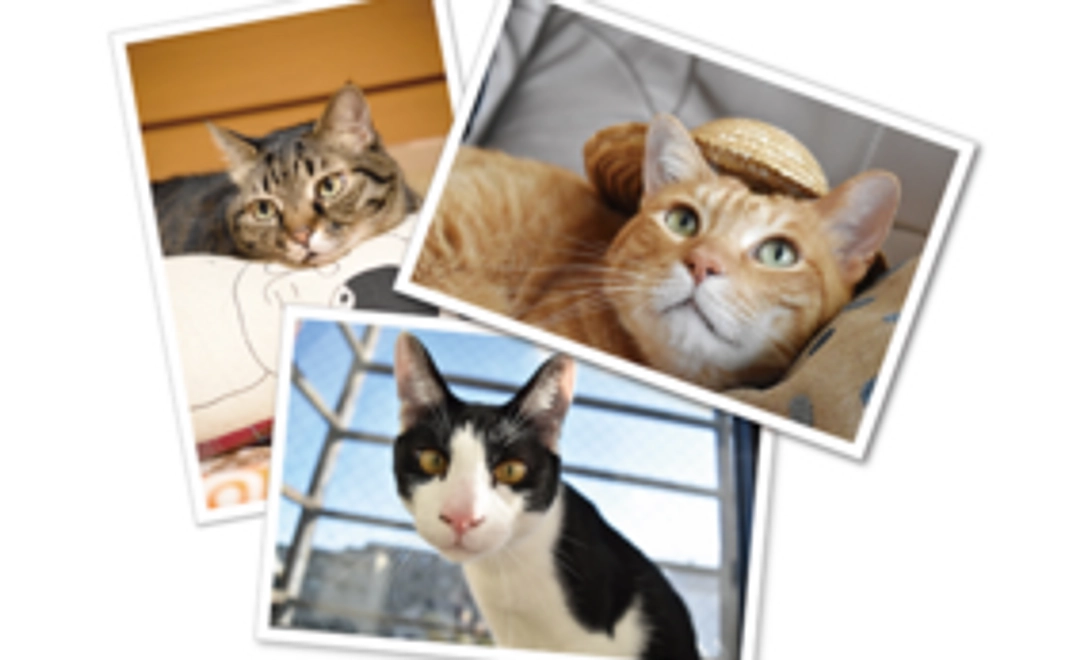 ポストカード3枚セットコース