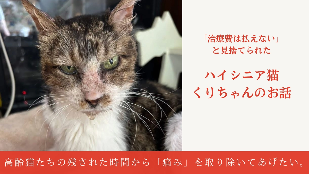 【プロジェクトにかける思い】命の淵から繋いだ奇跡。痛みのない、穏やかな余生を過ごさせてあげたい。