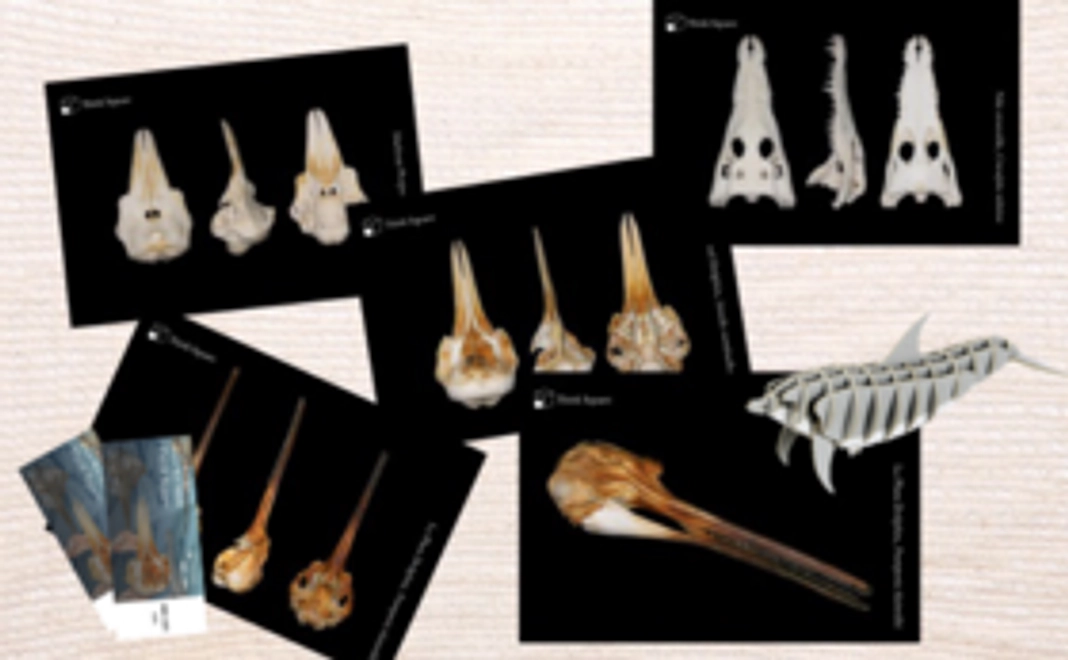 【先着10名様︕】お名前掲載+期間⼊ 場券+ポストカードセット+3Dイル カパズル