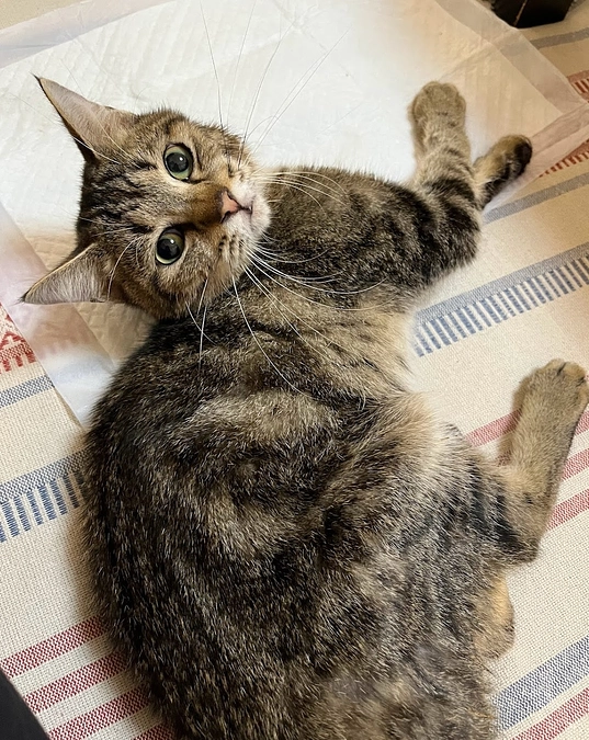 【活動報告】FIPのレオンくん、麻痺症状が進行してしまいました💦