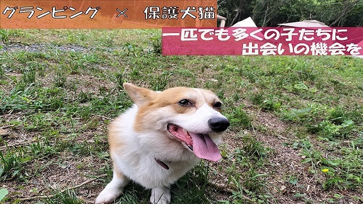 ＊保護犬猫×グランピング＊宿泊を通した里親探しを実現させたい！