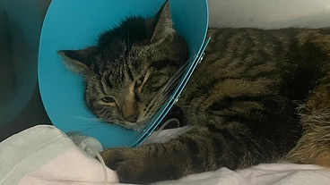 【助けてください】心筋症で両下肢麻痺状態の元保護猫の男の子です のトップ画像