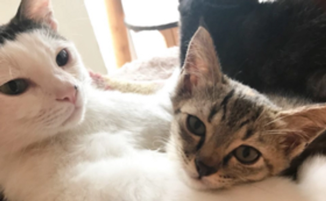 【犬猫のしあわせを祈願するわんにゃん神社のお守り】Readyfor限定デザイン