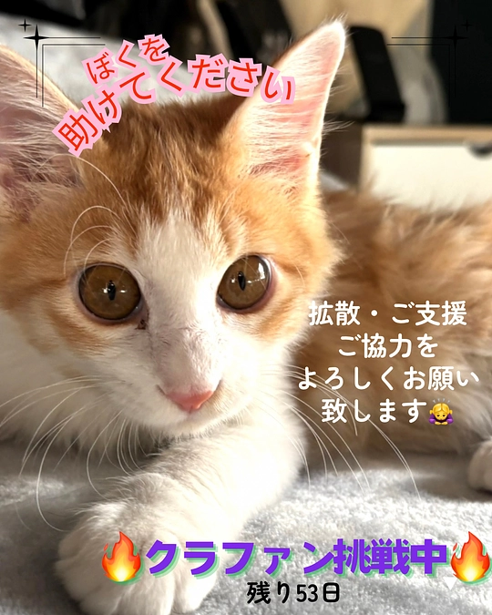 FIP【猫伝染性腹膜炎】クラウドファンディング挑戦中‼️