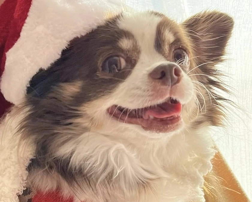 2023.12.23 今日のティアラです🎄