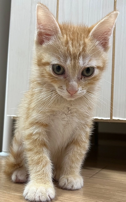 【活動報告】レスキューした子猫達、12匹について