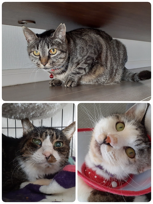 【小梅ちゃん】今日、トライアル出発！と【ぎんちゃん】と【もなか君】の医療について