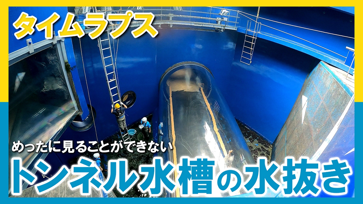 トンネル水槽の水全部抜く