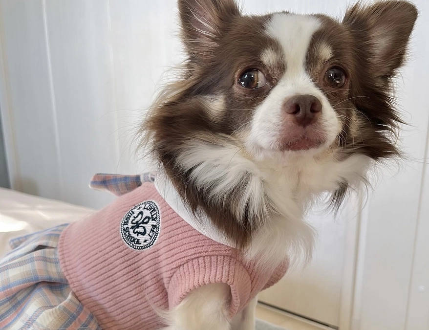 2023.12.30 今日のティアラです🐶