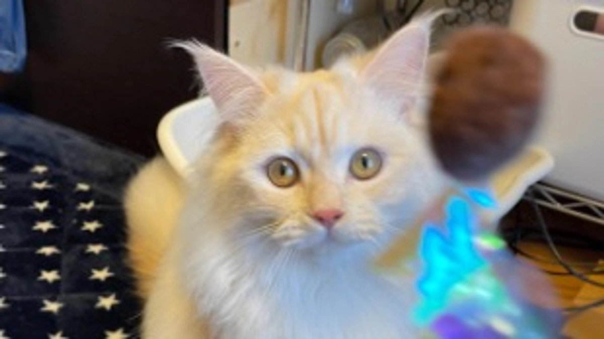 2024年を迎えました🎍